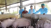 Tiêu huỷ 1.000 tấn lợn nhiễm dịch 