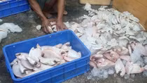 Hãi hùng phát hiện gần 1 tấn cá đang phân hủy tại quán cơm công nhân