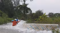 Hàng trăm ha lúa, vườn cây ăn trái ảnh hưởng do triều cường
