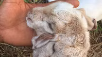 Dê con vừa sinh có 4 chân và 2 đầu dính chặt