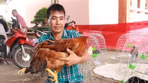 Kỳ lạ gà trống 4 chân, 2 hậu môn
