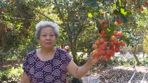 Chôm chôm“chín đỏ vườn”, giá giảm còn phân nửa
