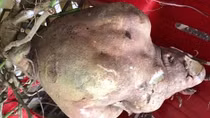  Nông dân ở Vĩnh Long đào củ khoai lang nặng 8,5kg 