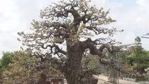 Nghệ nhân bonsai mời khách tham quan vườn kiểng chục tỷ 