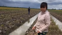 Khởi tố vụ án chặt phá 3.500 cây cam sành