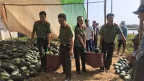Cán bộ chiến sĩ Công an chung tay giải cứu dưa hấu với nông dân miền Tây