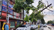 Cần Thơ mưa lớn hàng loạt cây xanh bật gốc, đè lên ôtô