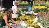 Thương lái săn mua tận vườn, cúc mâm xôi đạt giá cao kỷ lục