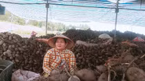 Khoai lang rớt giá thê thảm, nông dân lỗ nặng