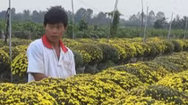 Nhà vườn Sa Đéc “lo sốt vó” vì cúc mâm xôi nở sớm