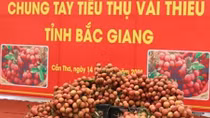 Cần Thơ phát động tiêu thụ vải thiều Bắc Giang