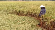 Mưa lớn làm hàng hơn 800ha lúa hè thu ngã đổ