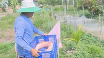 Bắt được con cá trê nặng 9 kg, toàn thân có màu trắng