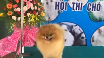 Vĩnh Long lần đầu tiên tổ chức hội thi “hoa hậu” chó