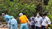 Dịch tả lợn Châu Phi lan rộng ở các tỉnh, thành Tây Nam bộ