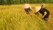 ĐBSCL có mức tăng trưởng GDP ổn định