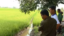 Tử vong do gài điện bẫy chuột