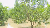 Xót xa cảnh hàng ngàn cây cam bị ngập chết úng vì nước lũ ở ĐBSCL