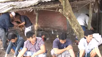 Công an Vĩnh Long triệt phá tụ điểm đá gà ăn tiền