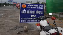 Tiền Giang “siết chặt” tuyến quốc lộ 1, ngăn chặn dịch tả lợn Châu Phi
