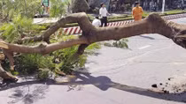 Cây phượng bật gốc đè trúng người phụ nữ