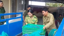 Bắt quả tang vụ mua bán 110 kg rắn và chim cò