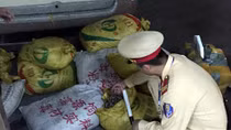 Thu 700 kg sò, tu hài Trung Quốc trên đường đi tiêu thụ