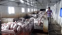 Nghịch lý thừa thịt lợn nhưng không thể xuất khẩu