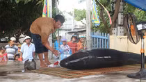 Cá voi gần 7 tạ dạt vào bờ biển Bình Định