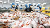 Cảnh báo tình trạng ồ ạt đào ao nuôi cá tra