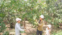 Nông dân trồng điều “khóc” vì mưa trái mùa và dịch bệnh