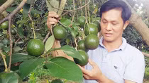 Bơ booth giảm giá, nông dân rớt nước mắt