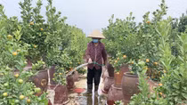 Đào Nhật Tân, quất Tứ Liên đang “ngóng” thời tiết