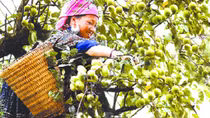 Lên “rốn” sơn tra Mù Cang Chải