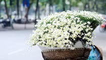 Nỗi nhớ cúc họa mi
