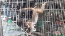 Nhiều cá thể động vật hoang dã được giải cứu 