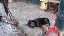 Cảm thương phận...chó!