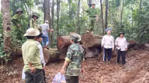 Ngăn chặn nạn chảy máu tài nguyên rừng ở Lâm Đồng