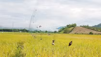 Cảnh báo nạn săn bắt chim yến