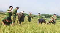 Đoàn viên thanh niên tích cực giúp nhân dân thu hoạch lúa
