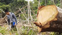 Nhiều diện tích rừng ở Đakrông bị xâm hại nghiêm trọng