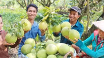 Tìm hướng đi mới cho thị trường nông sản ở miền Tây