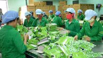 Doanh nghiệp xuất khẩu chè cần đầu tư vào công nghệ chế biến