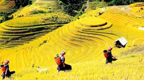 Me khấu mẹ gạo*
