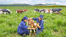 Vinamilk ra mắt sản phẩm sữa tươi 100% Organic đầu tiên được sản xuất tại Việt Nam