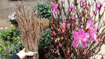 Hoa lạ đang “hót” có độc hại?