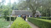 Đồng sen quê Bác