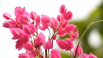 Những giọt máu đào