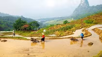 Gió rừng đồi Thung