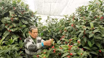 Chuyện ở làng hoa Đồng Dụ